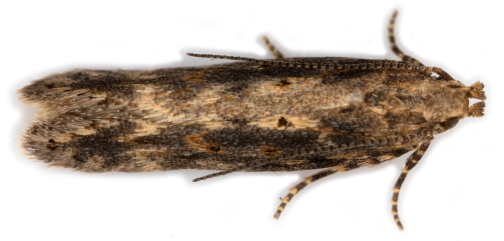 118 Scrobipalpa ocellatella (Beet Moth) - British Lepidoptera