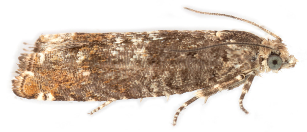 245 Epinotia tetraquetrana - British Lepidoptera