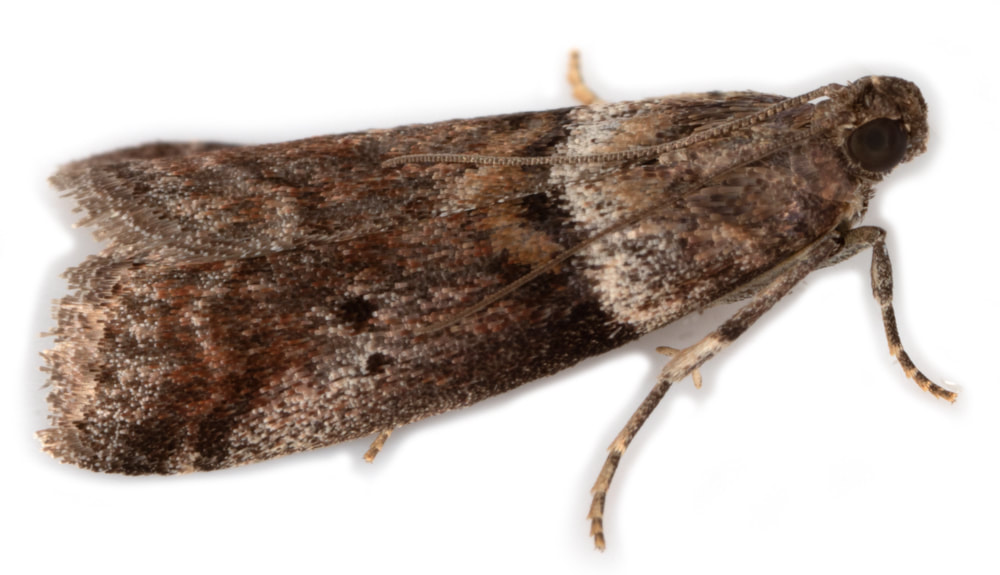 038 Acrobasis consociella - British Lepidoptera
