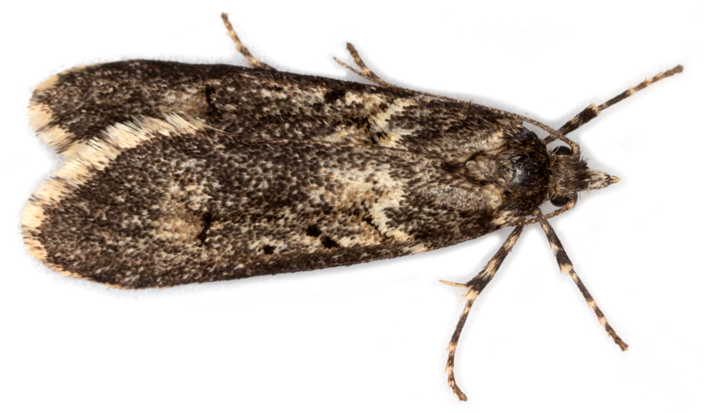 001 Diurnea fagella - British Lepidoptera