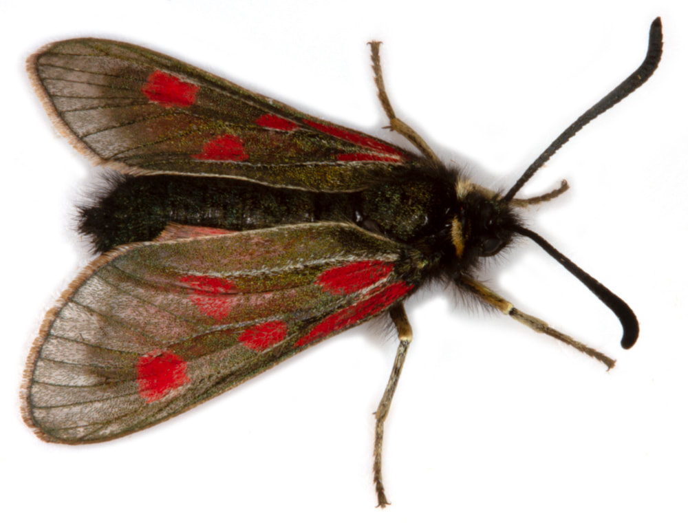 006 Zygaena exulans (Scotch Burnet) - British Lepidoptera