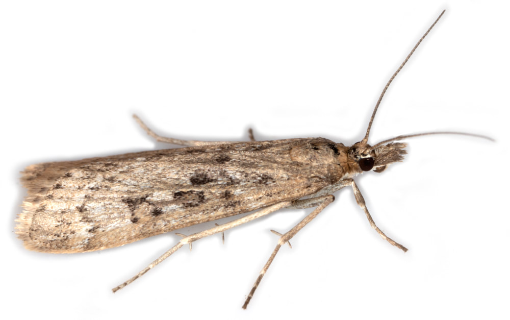070 Eudonia alpina - British Lepidoptera