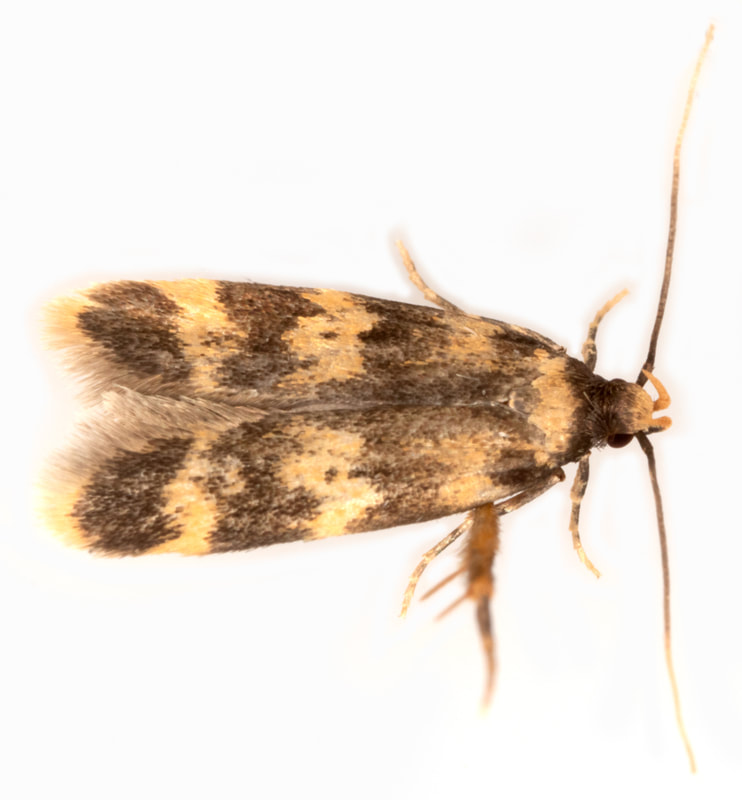 002 Oegoconia caradjai - British Lepidoptera