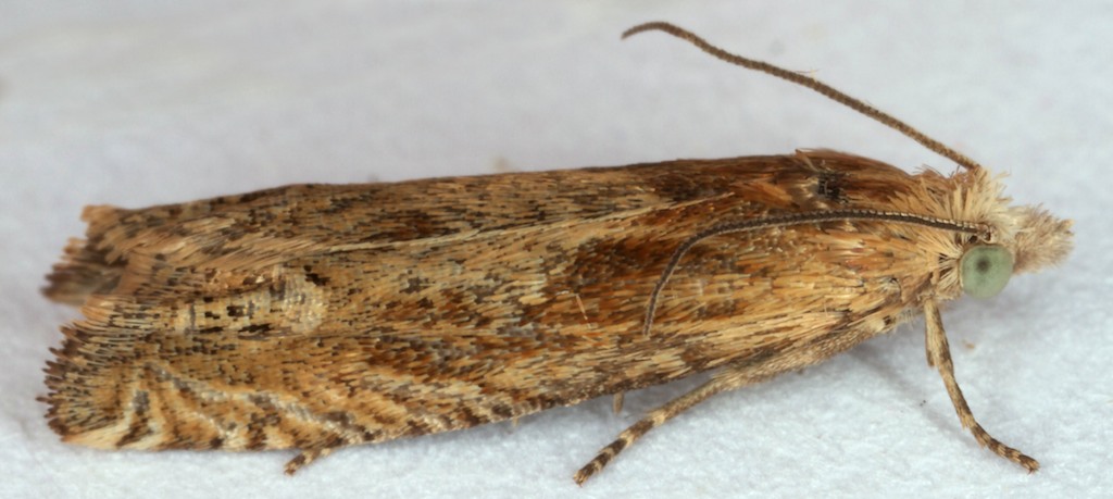 266 Eucosma hohenwartiana - British Lepidoptera