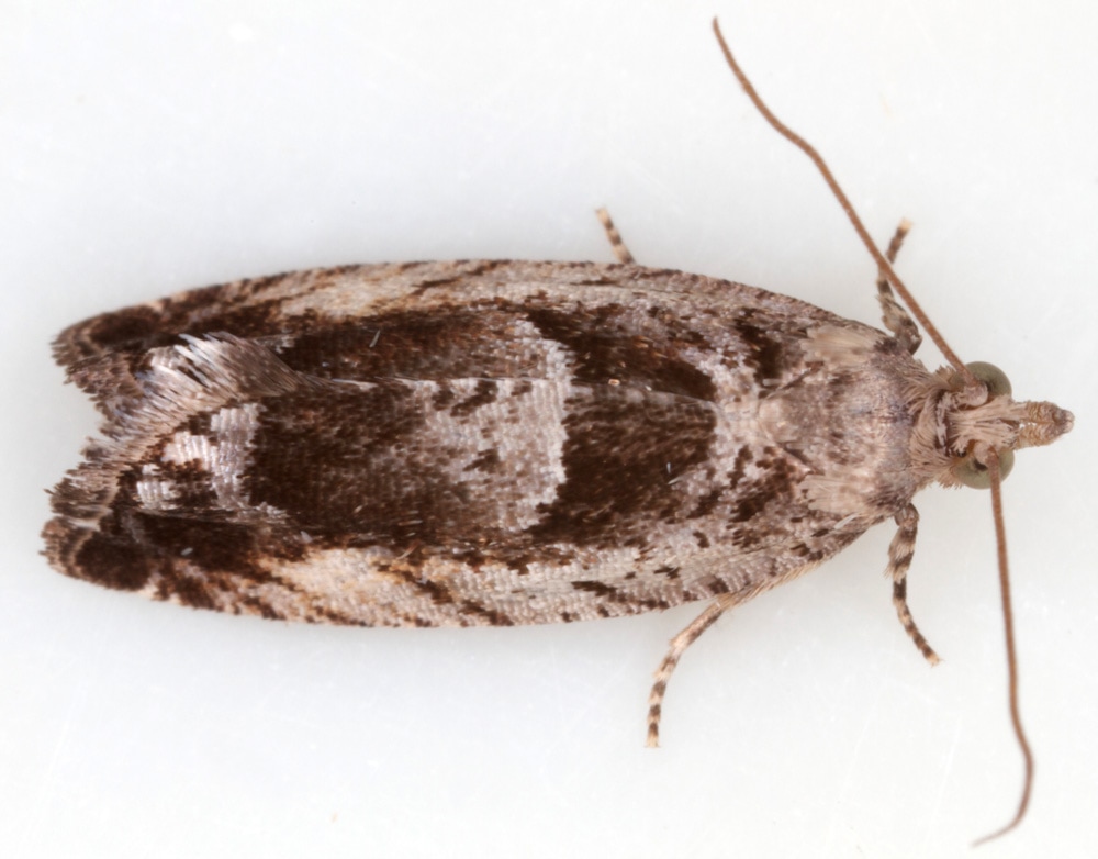 249 Epinotia ramella - British Lepidoptera