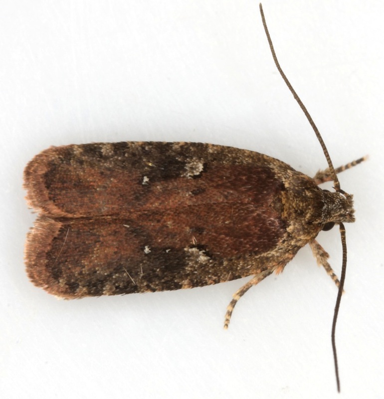 009 Agonopterix purpurea - British Lepidoptera
