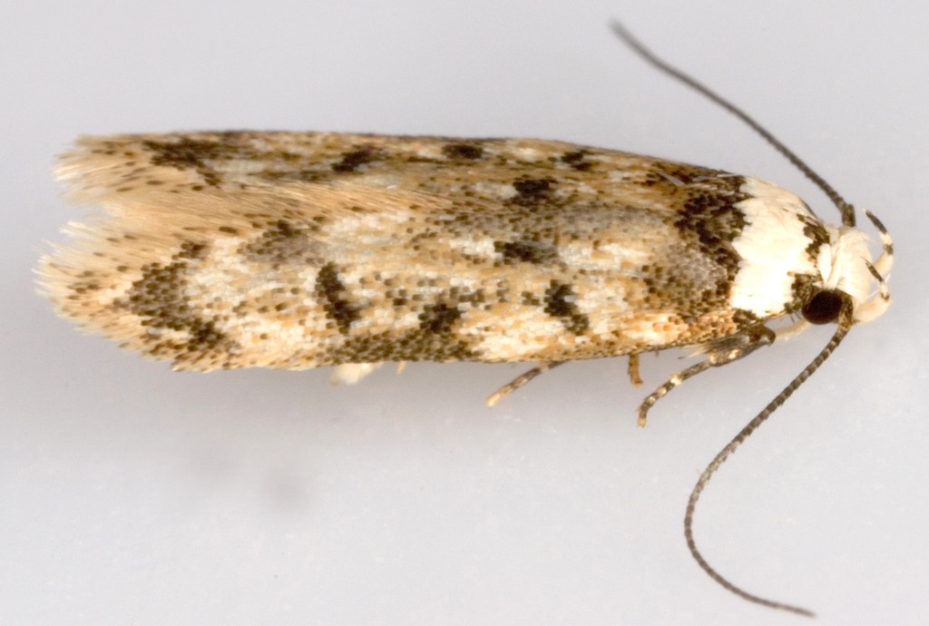 How to get rid of white shouldered house moths? - Bon Accord London