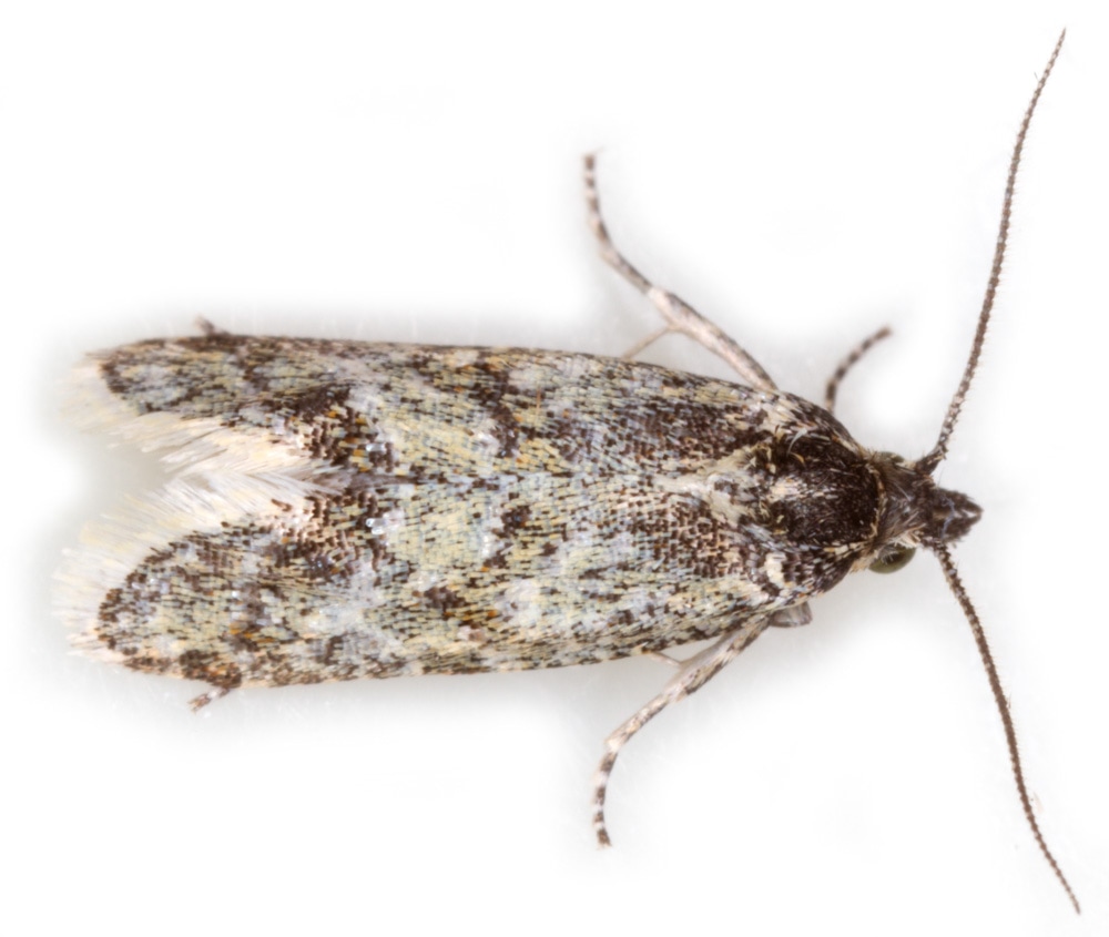 116 Aethes williana - British Lepidoptera