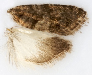 246 Epinotia pygmaeana - British Lepidoptera